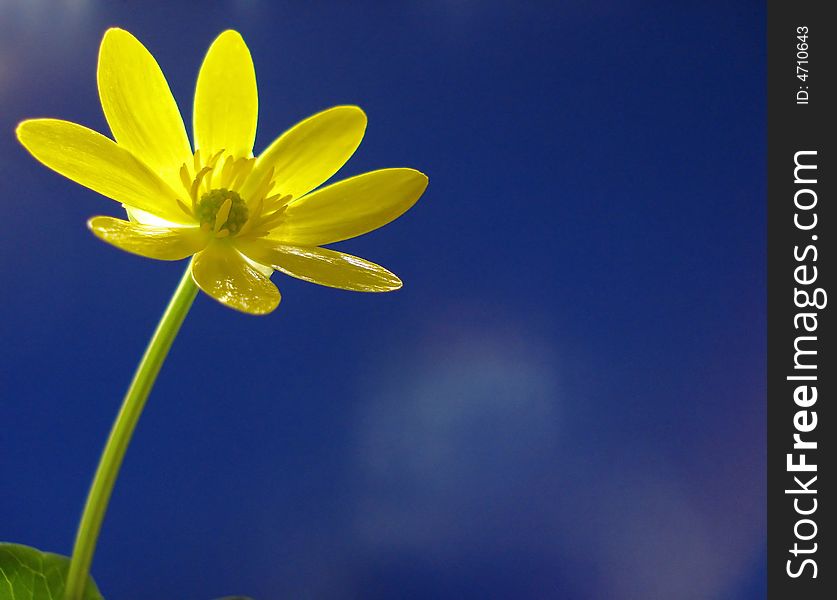 Early spring yellow flower on a blue background. Early spring yellow flower on a blue background.