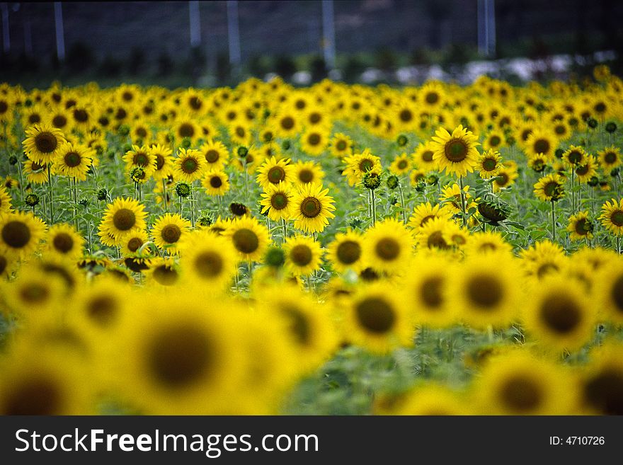 Field of flowering sunflowers, neimengu, china. Field of flowering sunflowers, neimengu, china