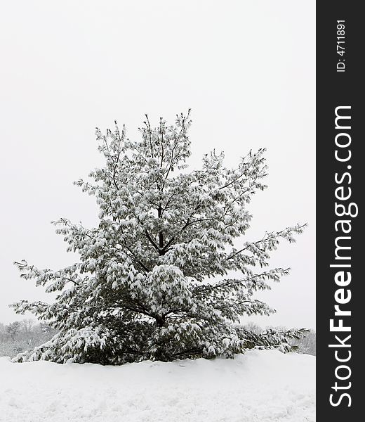 Pine tree during a wintery snow storm. Pine tree during a wintery snow storm