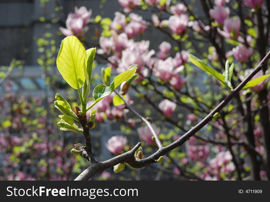 Leaves around flowers in a wonderful sunshine day