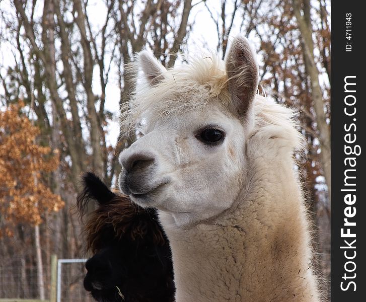 White furry alpaca's head close-up