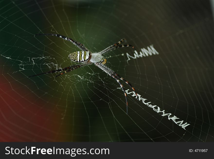 A spider which can make cobweb like letters 'Y/W/X/M/N'. A spider which can make cobweb like letters 'Y/W/X/M/N'