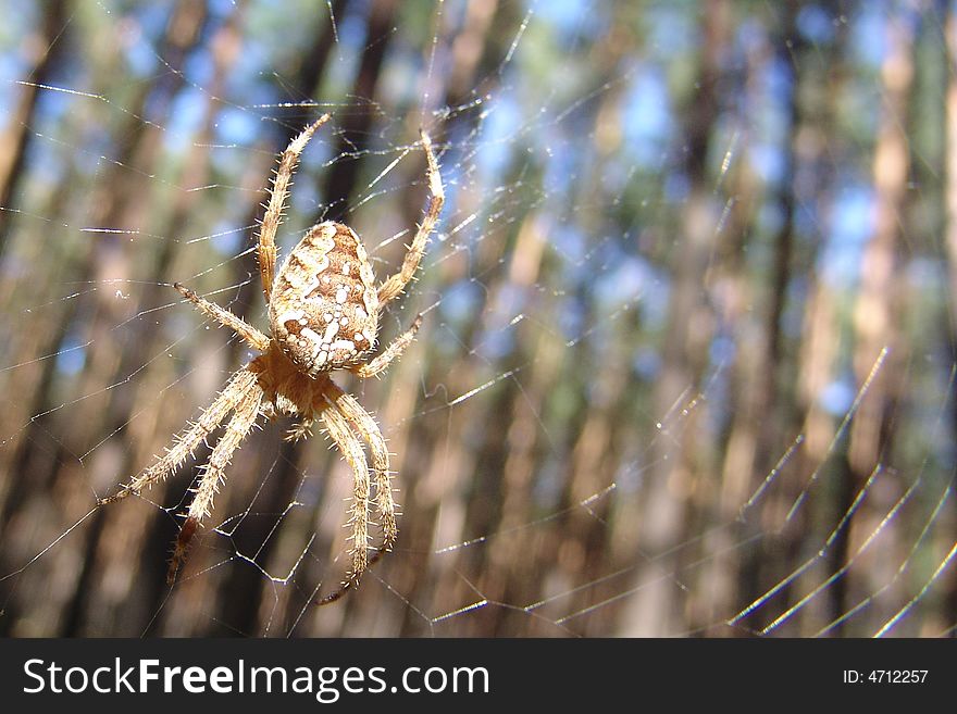The spider catches flies in a solar wood