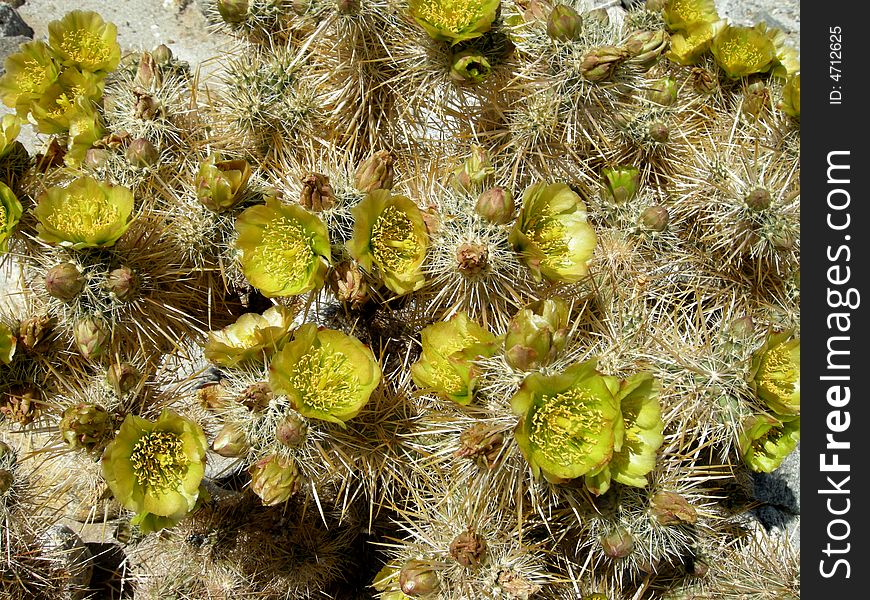 Cacti blooming on a anza borrego desert. Cacti blooming on a anza borrego desert