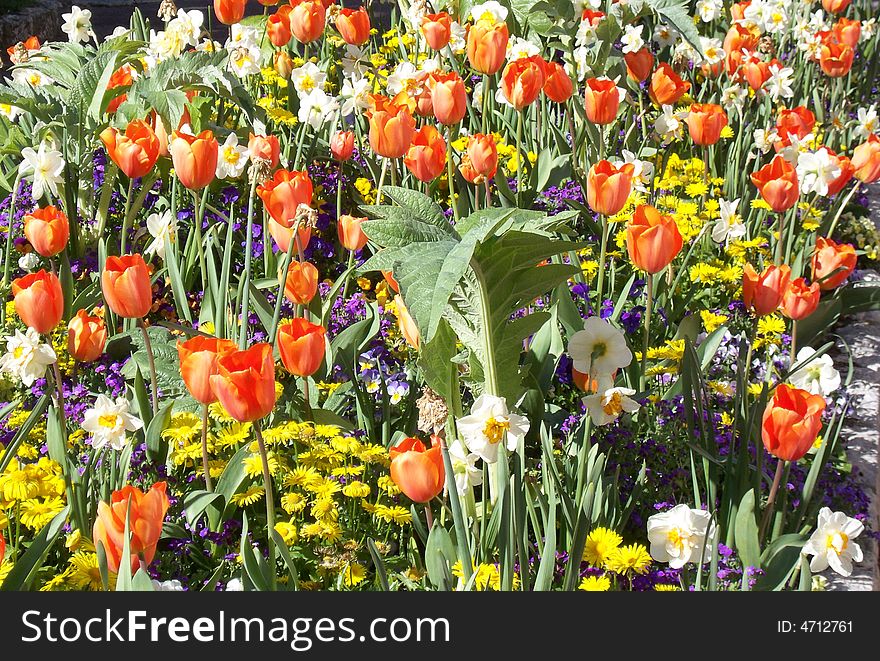 Beautiful flower garden in spring 
  on The French Riviera. Beautiful flower garden in spring 
  on The French Riviera.