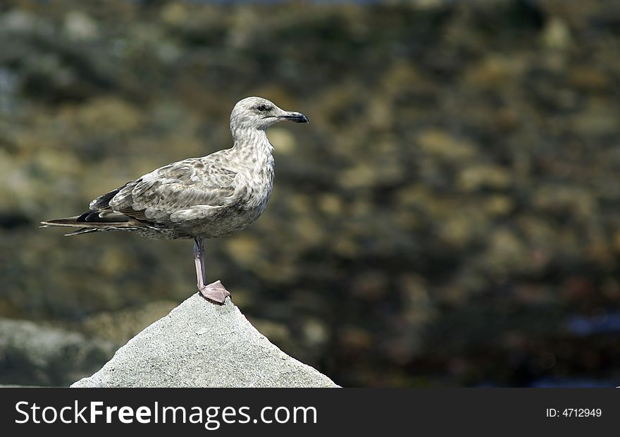 A young sea gull stands alone on a rock. A young sea gull stands alone on a rock