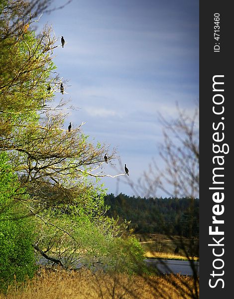 Birds on a tree near river in sunny day