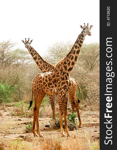 A giraffe during a safari in the amboseli reserve in kenya. A giraffe during a safari in the amboseli reserve in kenya