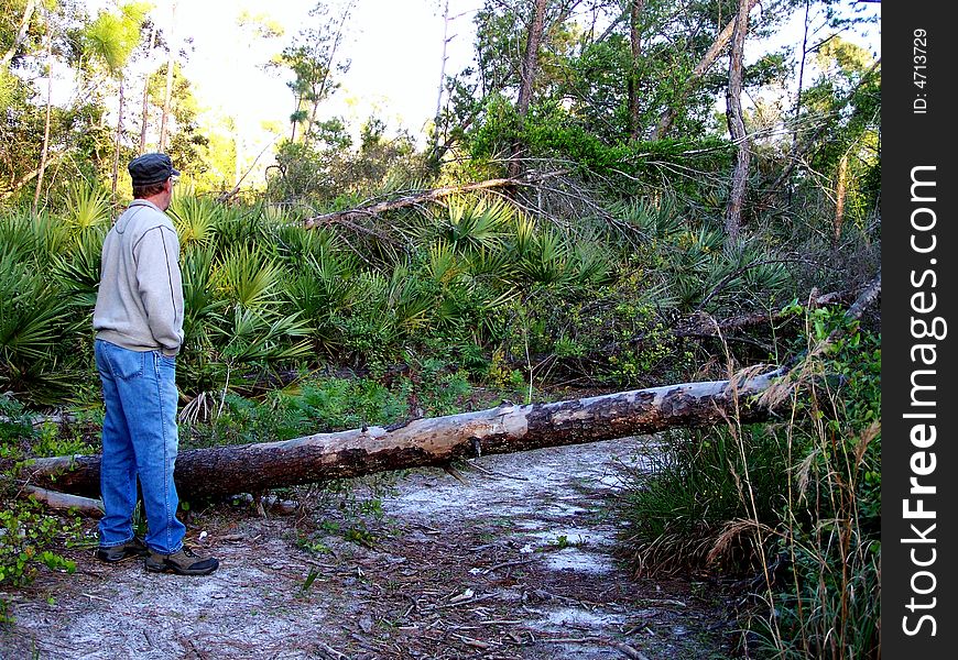 Man surveys fallen tree in forest. Man surveys fallen tree in forest