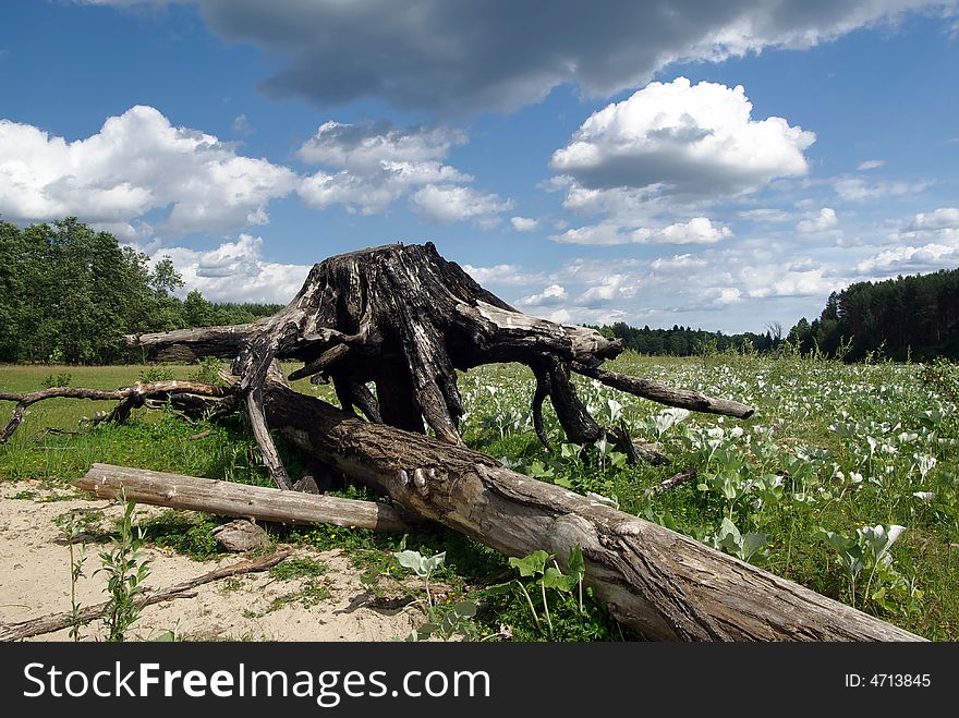 summer Landscape with a burnt root of a tree. summer Landscape with a burnt root of a tree