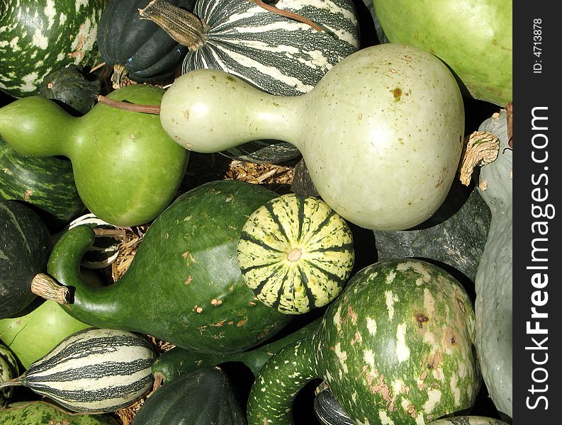 Harvest season - pumpkins and gourds