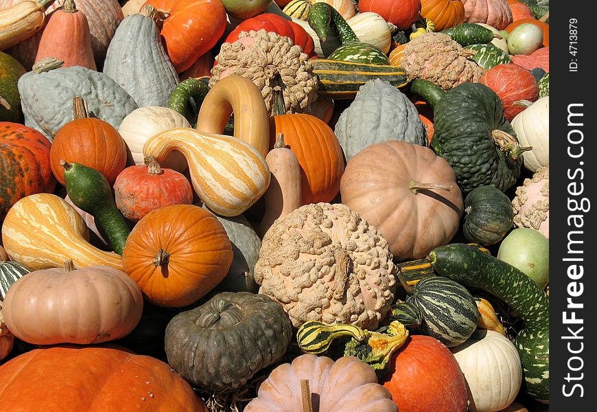 Harvest season - pumpkins and gourds