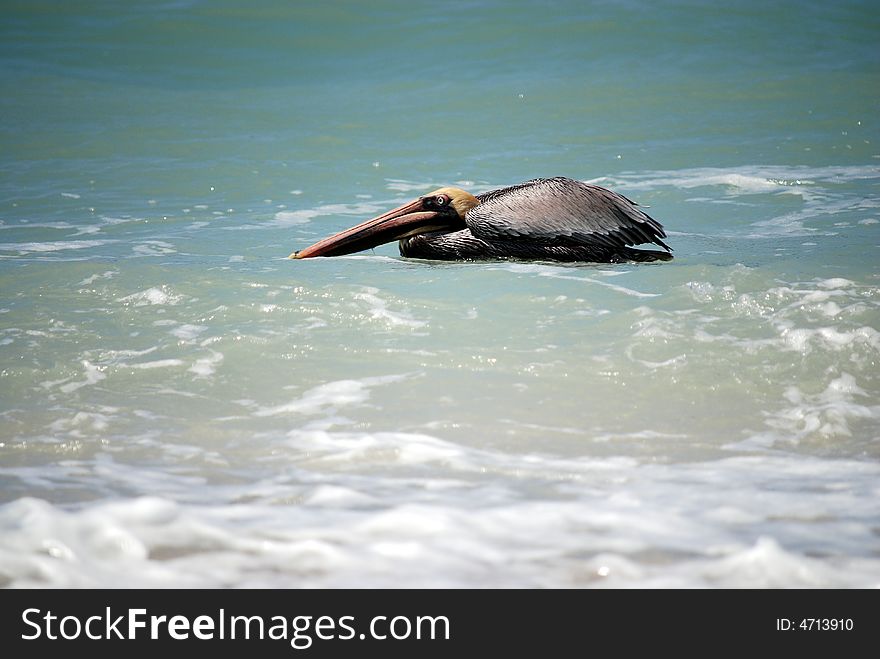 Floating Brown Pelican