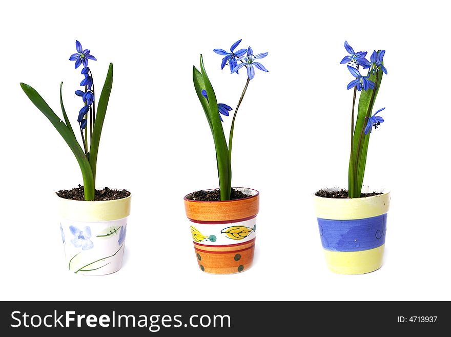 Three flowerpots with snowdrops on a white background
