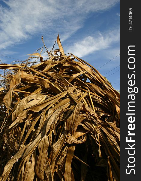 An upward view of cornstalks in the fall with a beautiful blue sky.