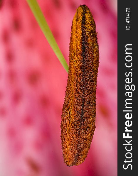 A close-up macro photograph of the pollen and stamen of a pink lily flower head, petal in background. A close-up macro photograph of the pollen and stamen of a pink lily flower head, petal in background