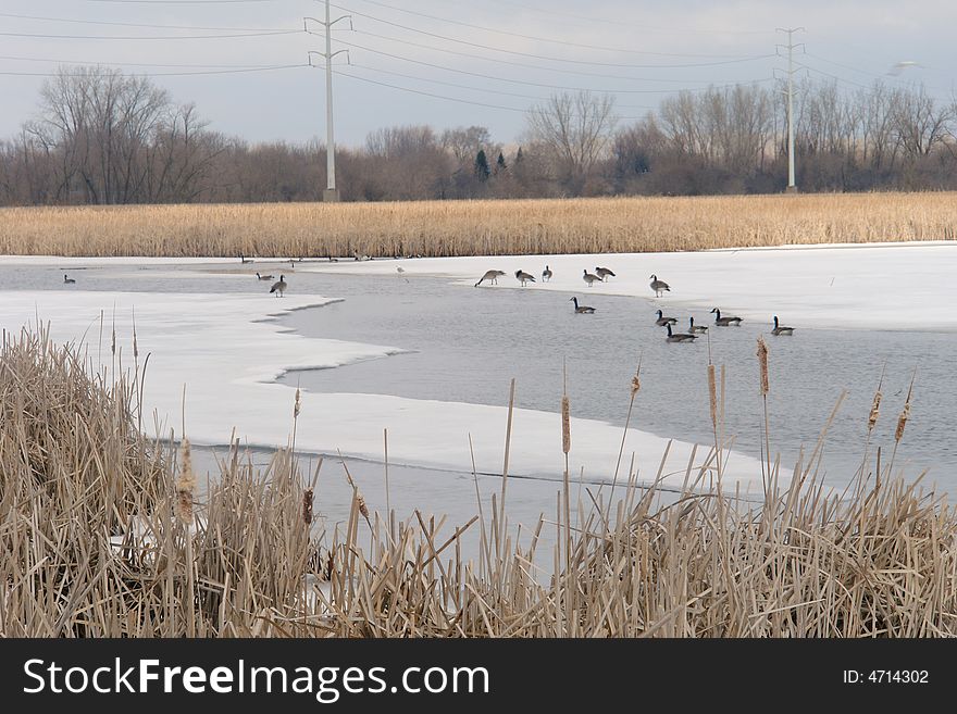 A picture of waterfowl Island in Minnesota at spring's beginning