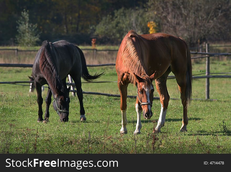 Horses on a meadow