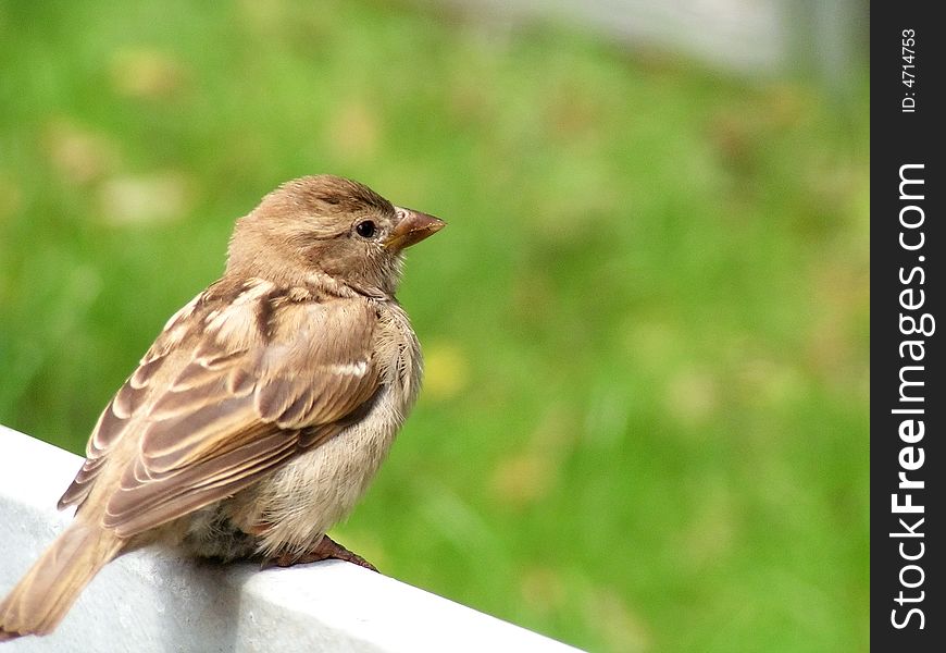 Sparrow on the white fence