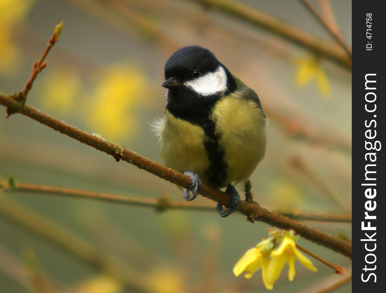 The great tit sitting on the branch