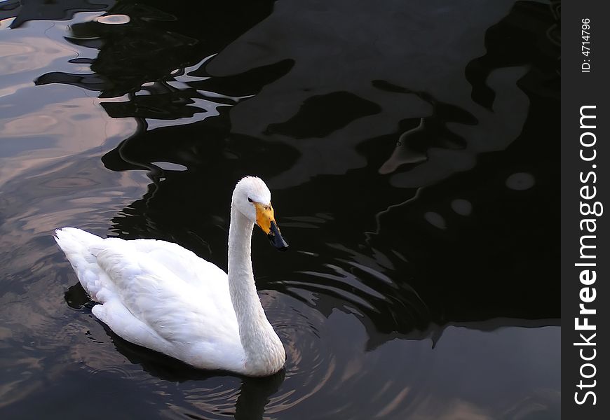 White swan on the black water. White swan on the black water