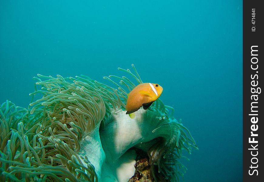 Damsel fish and anemone in Indian ocean. Damsel fish and anemone in Indian ocean