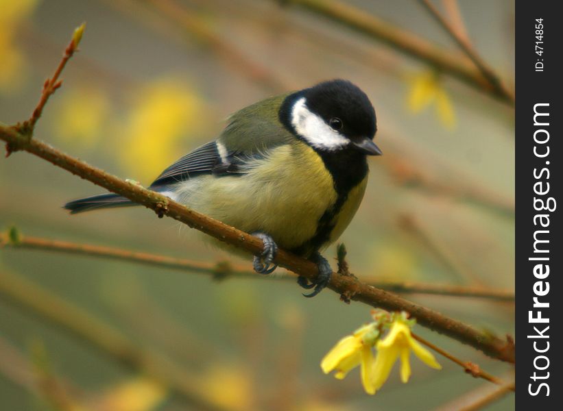 The great tit sitting on the branch