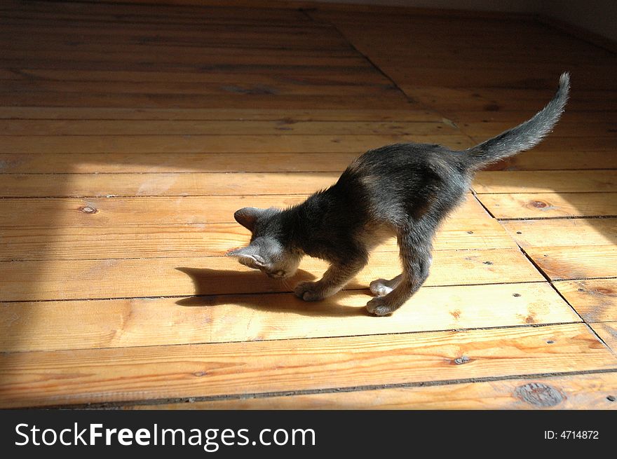 A kitten is playing with its shadow on the sunny reflection of a window.