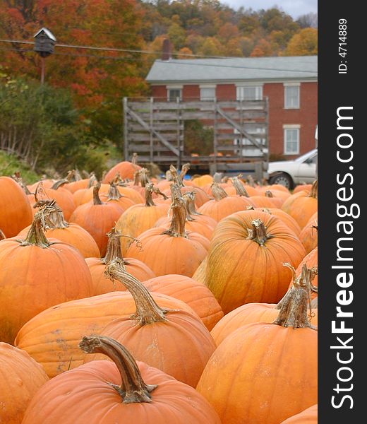 Group of pumpkins at a farm. Group of pumpkins at a farm