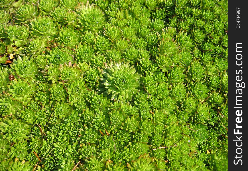 Green moss texture background macro