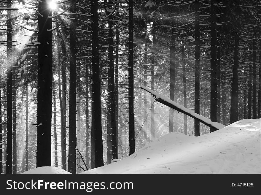 Forest on the mountain range covered by snow