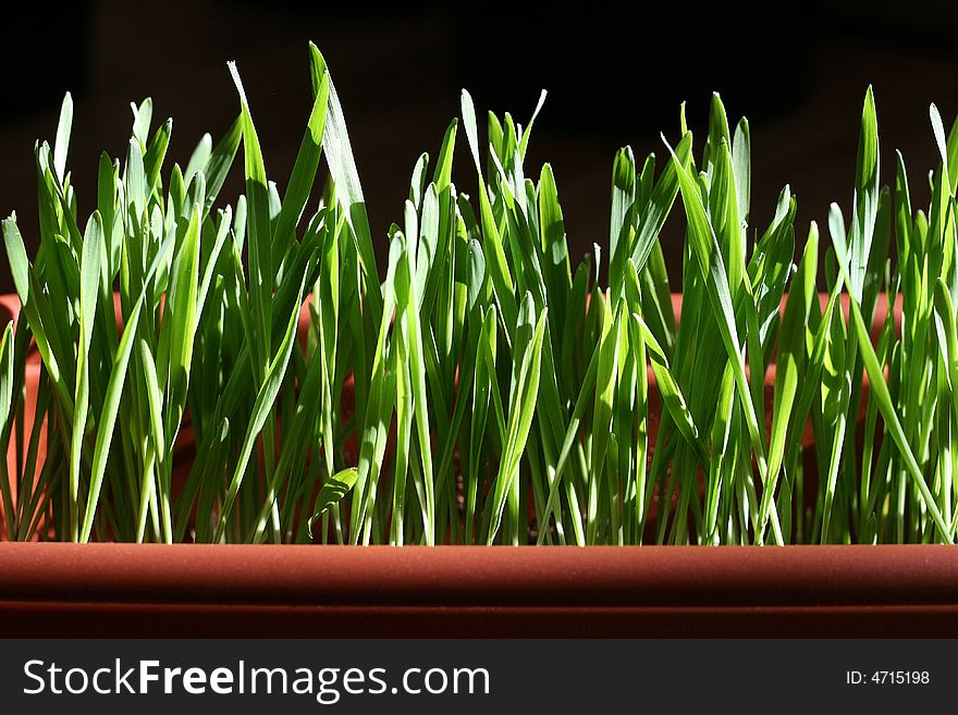 A fresh green spring grass