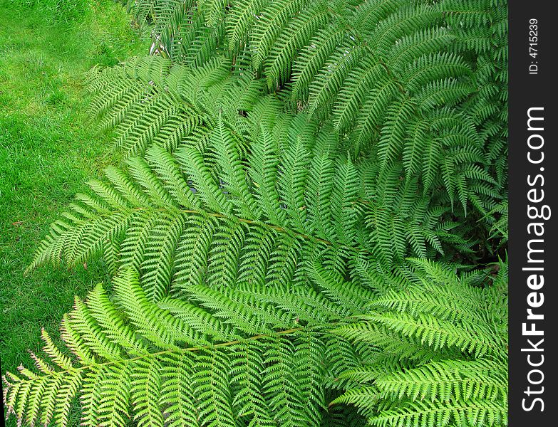 Background of green ferns sign of spring