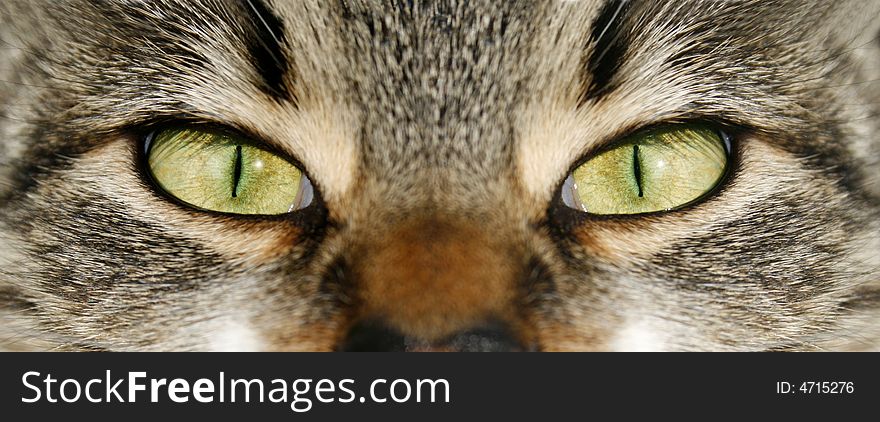 Cat green eyes, close relations, horizontal. Cat green eyes, close relations, horizontal