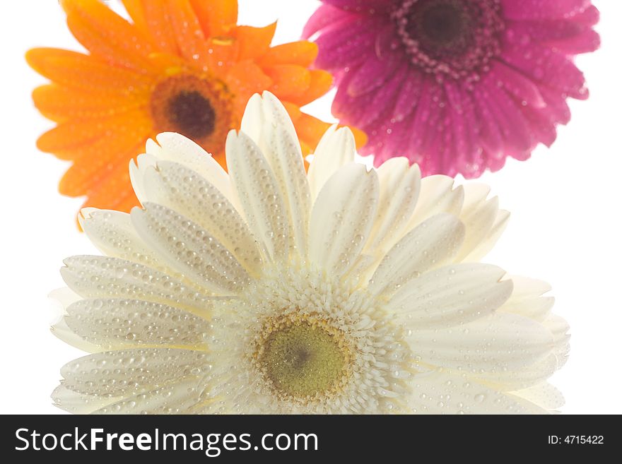 Three Gerberas With Waterdrops