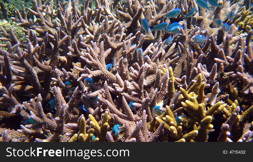 Reef life, underwater world, Fiji