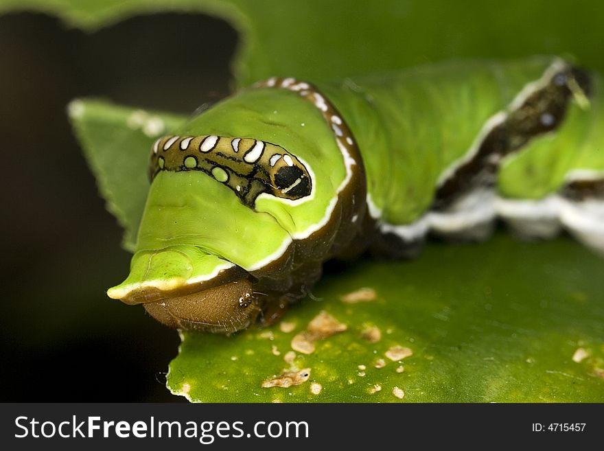 A macro close-up photograph of a caterpillar on a leaf which it is eating. A macro close-up photograph of a caterpillar on a leaf which it is eating