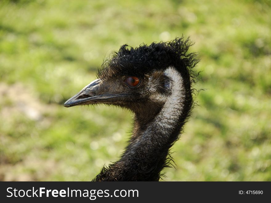 A ostrich portrait made from close
