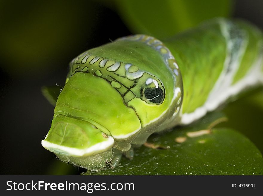 A macro close-up photograph of a caterpillar on a leaf which it is eating. A macro close-up photograph of a caterpillar on a leaf which it is eating