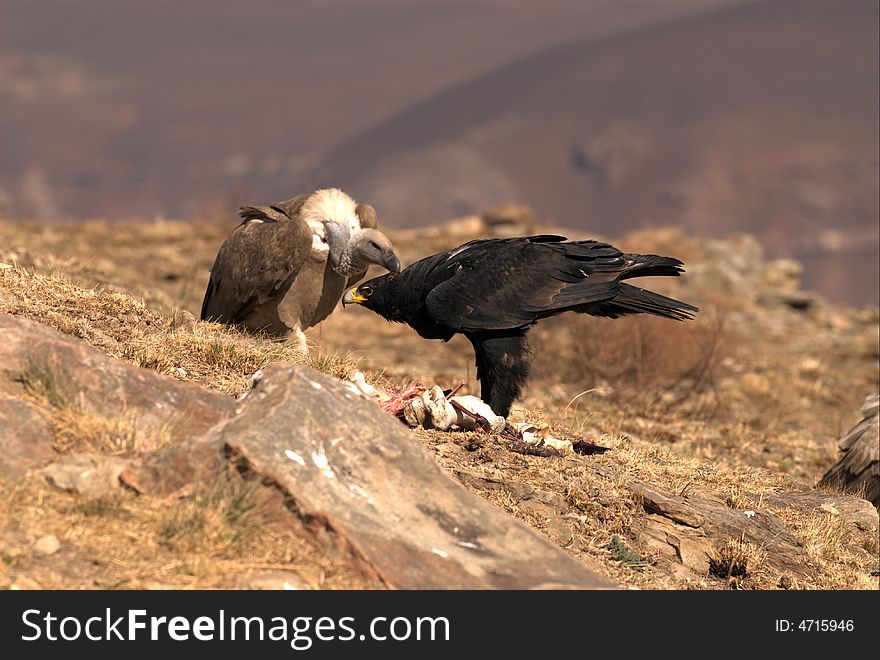 Black eagle together with vulture - South Africa, giants Castle