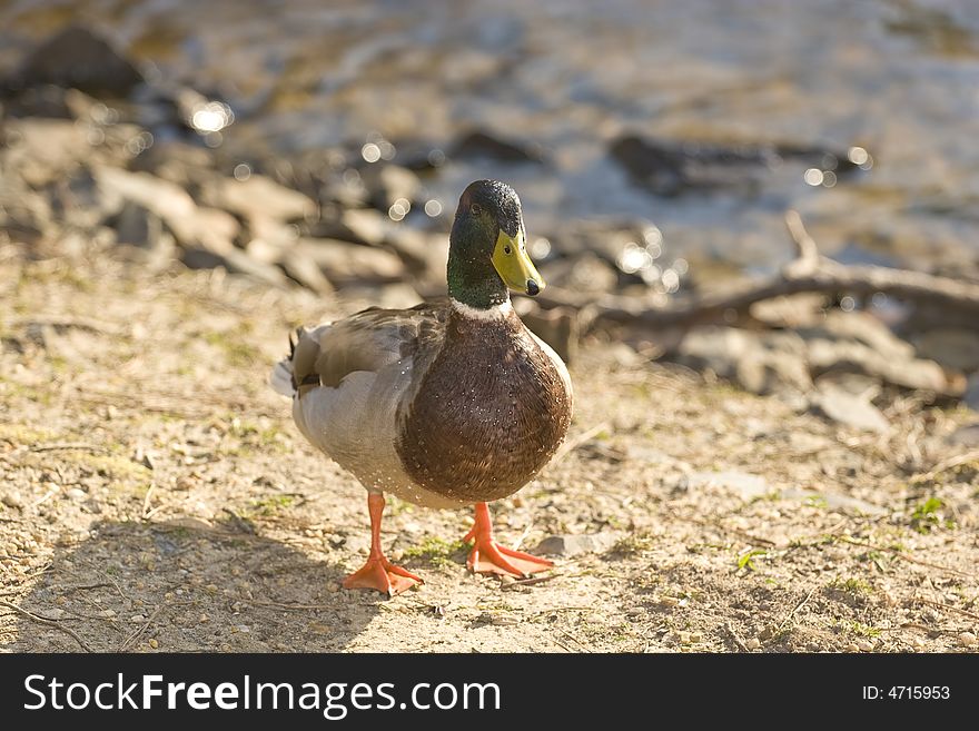 A male duck on the edge of the water. A male duck on the edge of the water