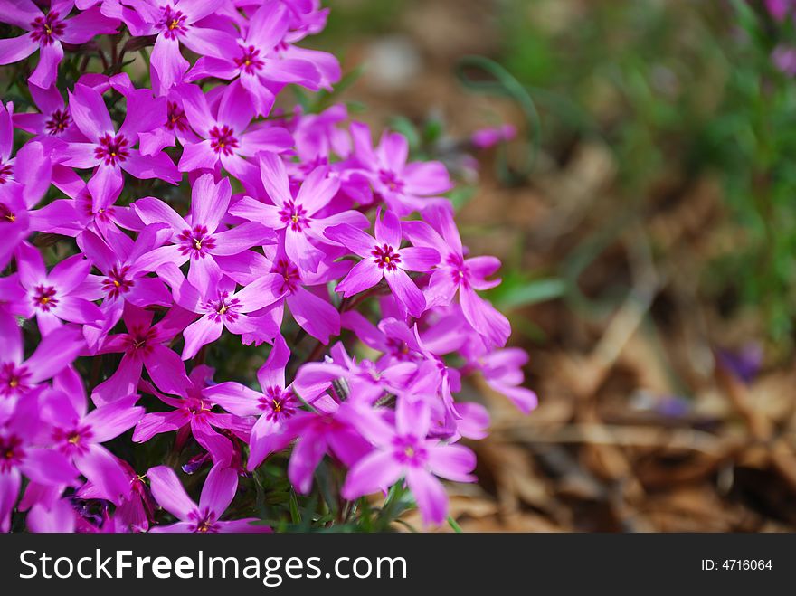 Purple Phlox Flower