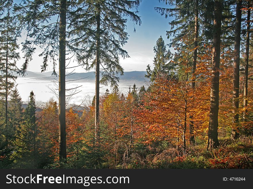 Colorful Forest And Mist