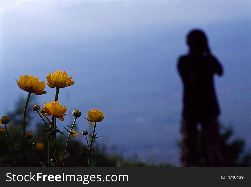 Photographer and globeflowers