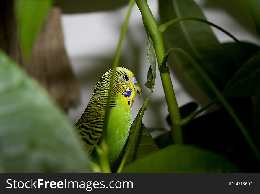 Macro close-up of classic green parakeet between leafs of rubber plant