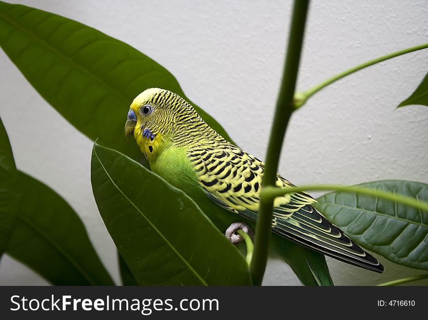 Macro close-up of classic green parakeet between leafs of rubber plant