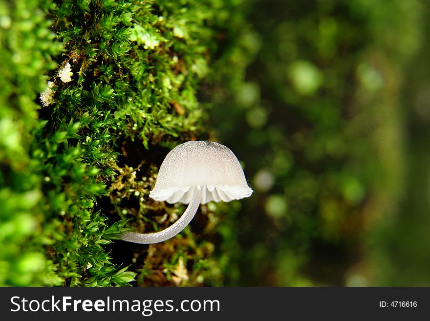 Mushroom in moss on a bark tree