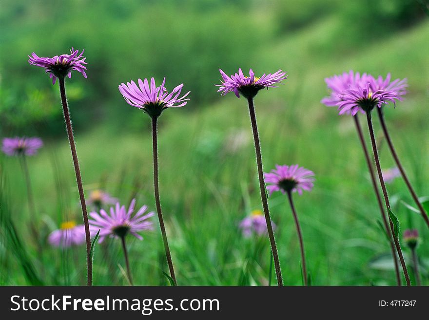 Mountain daisies