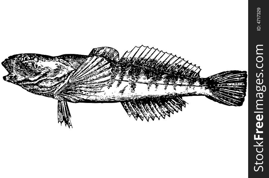 Fish with a large, flat head. Since each side has hooked spines. Eyes turned to the color red top. Color backs pale, gray. At the back red dots that form transverse bands. White or yellow belly. Length of fish 10-16 inches. Fish with a large, flat head. Since each side has hooked spines. Eyes turned to the color red top. Color backs pale, gray. At the back red dots that form transverse bands. White or yellow belly. Length of fish 10-16 inches.