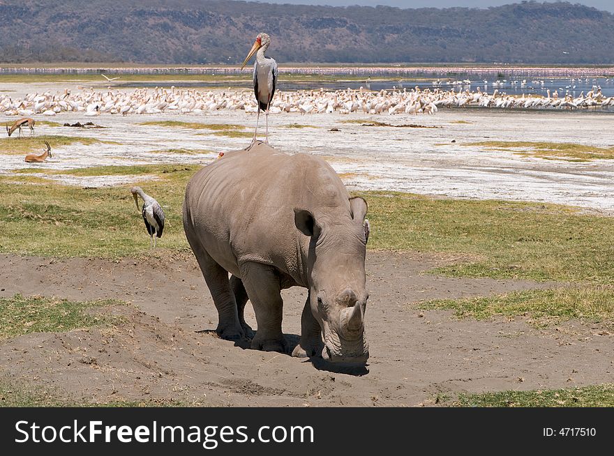 White rhino in african savannah